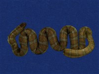 藏品(闊帶青斑海蛇)的圖片